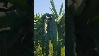 Solo descoberto nunca mais - Pitaya RosaMelo