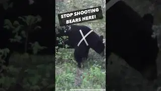 Хватит стрелять в медведей! Охотничье образование подвело нас в вопросах анатомии медведей.