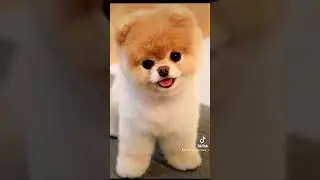Images that will cure your cynophobia