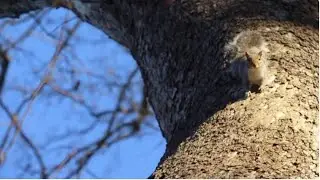 Nature and its Neighbors: A Look into Sligo Creek