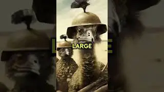 The Great Emu War of Australia (1932) #historyfacts