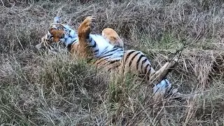 How wild Animal Babies Live in Indian Forests.