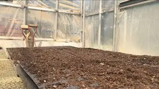 Preparo semillleros de tomate, siembro alfalfa y salen pollitos por primera vez