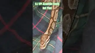 0.1 VPI Axanthic Enchi het Pied #vpi #axanthic #enchi #hetpied #viral #shorts #viralvideo #short