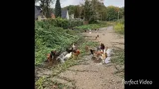 Der Hahn legt keine Eier😜