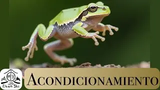Animales en el kung fu 3. #ejercicio #acondicionamientofísico