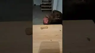 Do you think it will work?🐶😊