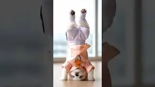 🦮 Keeping fit starts with me #dog #doglover #pet #petlovers
