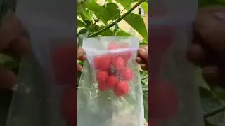 # Fruit and Vegetable Mesh Bag #bag #help the agriculture, rural areas and farmers #hot-sale