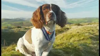 Max the Miracle Dog gets PDSA Order of Merit (UK/Global) - ITV News - 19th February 2021