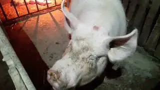 ОПОРОСЫ каждый день))