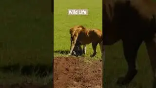 #discoveries #exploration #nature #wildlife #1millionviews #wildanimals #animals #discovery #shorts
