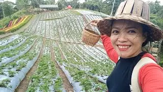 La Presa Strawberry Farm | Sergio Osme&ntilde;a | Filipina Vlogger