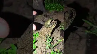 catching and touching frogs funny fast | best funny funny videos | jumping frogs funny