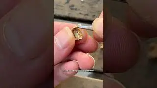 Я открыл эти мексиканские прыгающие бобы😳🌱 #странно #природа