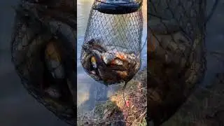 BLUEGILL FISHING TECHNOLOGY PARK NORCROSS GA. #fishing #viral #viralvideo