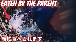 Съесть ребенка самостоятельно