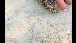 Build Underground Parrot Trap Using Cage Tool With Can_ Easy Bird Trap Working 100% 2
