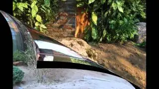 Amenajare gradina pas cu pas - Prezentare video by Arta Gradinilor