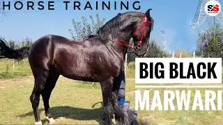 Training Marwari For Arabian Style Walk | Sacred Stallion #horselover #horse #arabic #viralshorts