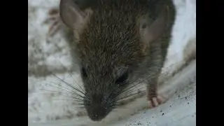 SS14: Pest Control