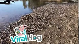 Soldier Crabs March Along Beach || ViralHog