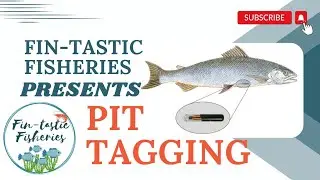🌊 Exploring the Depths: Pit Tagging in Fish 🐟