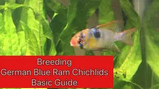 Breeding German Blue Ram Cichlids - Basic Guide