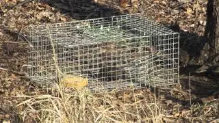 Catching Starlings with a Homemade Bird Trap