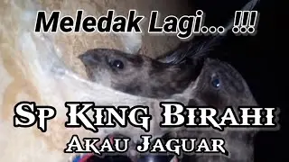 SP KING BIRAHI AKAU JAGUAR. suara panggil walet birah asli plus Akau 2014