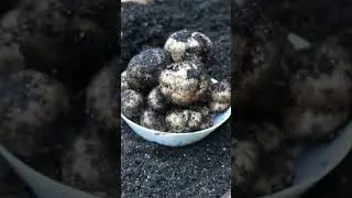 When do you start potatoes? Let&rsquo;s experiment! #gardenexperiment #gardening