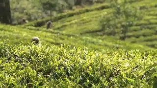 Meet Red Dot Tours, the No 1 Sri Lanka holidays specialist
