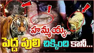 జనగామ షేర్ ఖాన్ ఎక్కడ..? | Tiger Hulchul In Telangana| Qnews