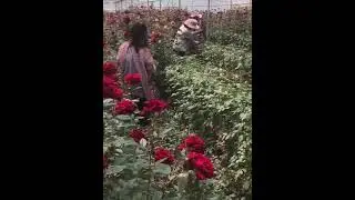 Everlasting preserved rose khaki wholesale forever real ecuador preserved rose