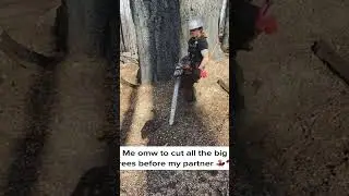 Hehe 🙊 #treework #treefaller #treefelling #logging #stihl #chainsaw #bigtrees