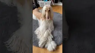 Legolas, the Afghan Hound!