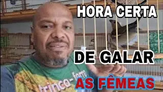 COMO TIRA FILHOTES DE COLEIRO PAPA_CAPIM EM CASA PART 20