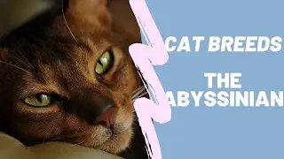 ABYSSINIAN - CAT BREEDS