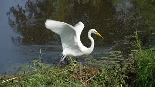 A North American Great Egret makes a strike and a miss from a northern USA Beaver dam