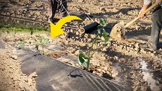 Tips for Mulching in Tomato Cultivation - Saving Money with Mulch