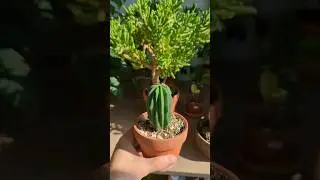 how to water a cactus 🌵