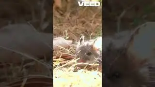 Kids and cats #FunnyCats#CatVideos#CatsForKids#CuteCats#CatAdventures#CatTales#KidsEntertainm