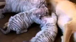 Dog Nurses White Tiger Cubs