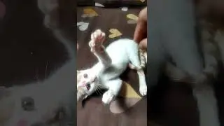 #song #cat #sorting