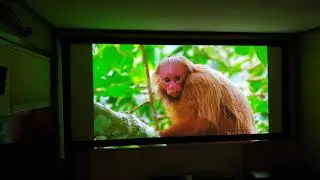 NEC LASER PROJECTOR  P502HL