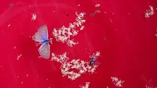 These Pretty Moths Kept Drowning Themselves