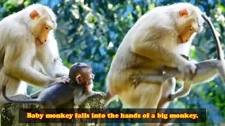The baby monkey met a tragic end when it fell into the hands of the evil older monkey.