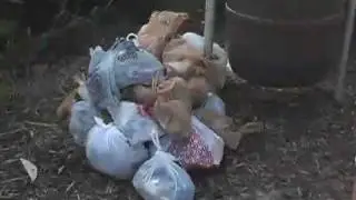 The Garbage of Jupiter  Beach