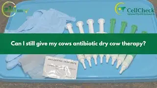 Can I still use antibiotic dry cow therapy?