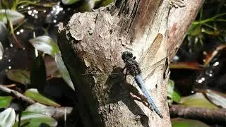Keeled Skimmer [m], Stover CP, 7 7 22